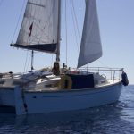 Kittiwake 5