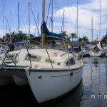 Bird_of_Azure_in_Mooloolaba