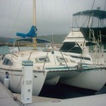 Bird_of_Azure_in_Port_Stephens