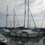Kitten_Cat_at_Ryde_09